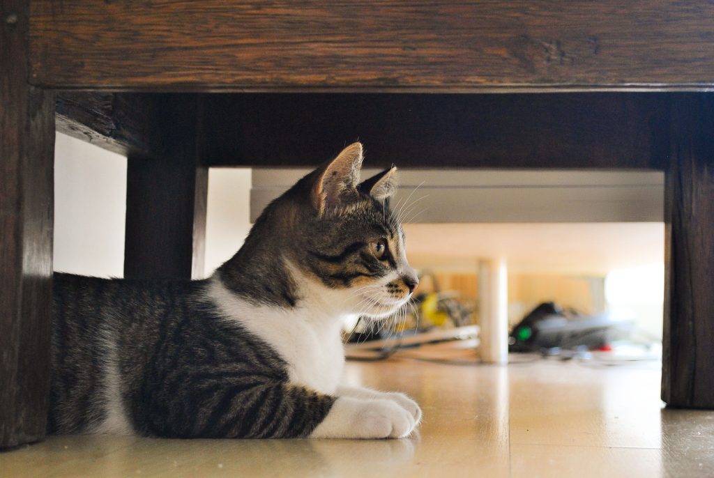 گلولههای مویی چیست و چگونه میتوان از آنها جلوگیری کرد؟