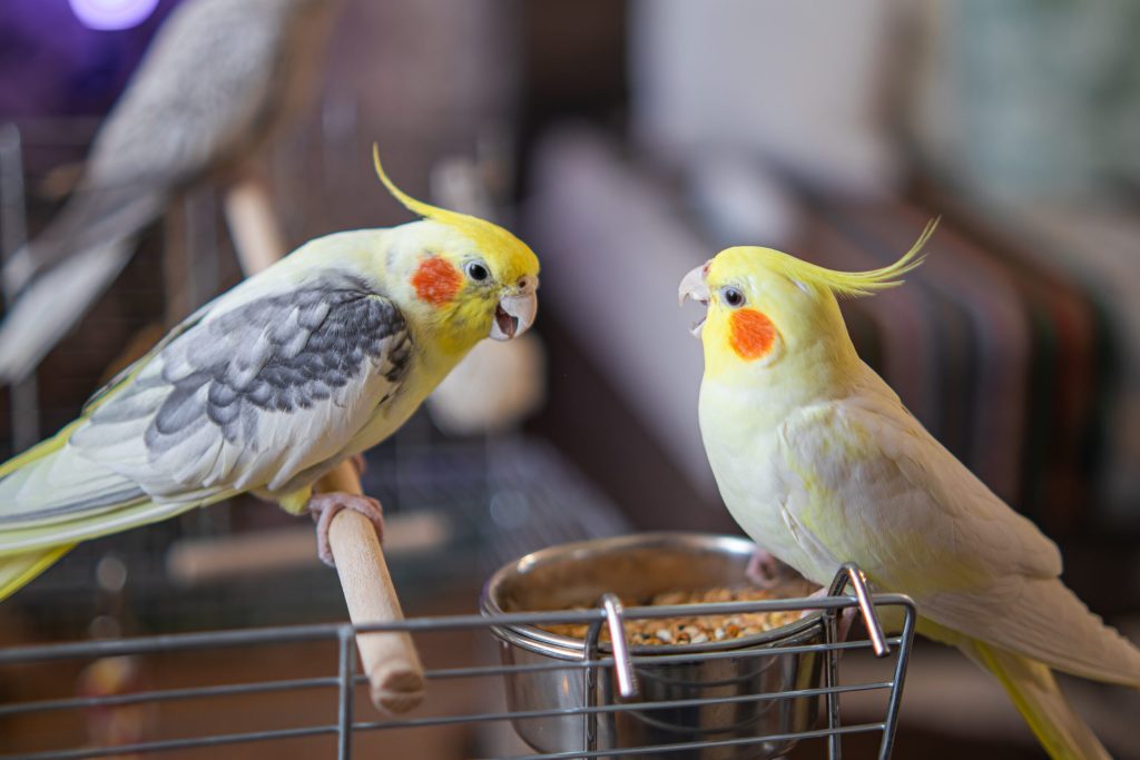 راهنمای مراقبت از عروس هلندی: هر آنچه باید بدانید