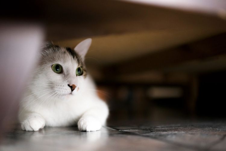 آیا گربهتان ممکن است به هاری مبتلا شده باشد؟